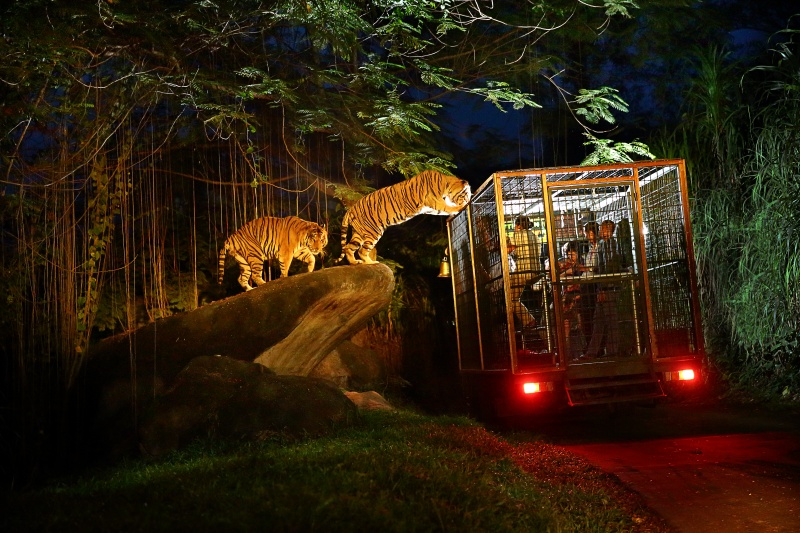 Bali-Night-Safari-Bali-Hello-Travel-31