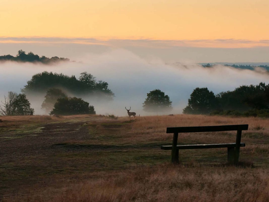 Richmond Park