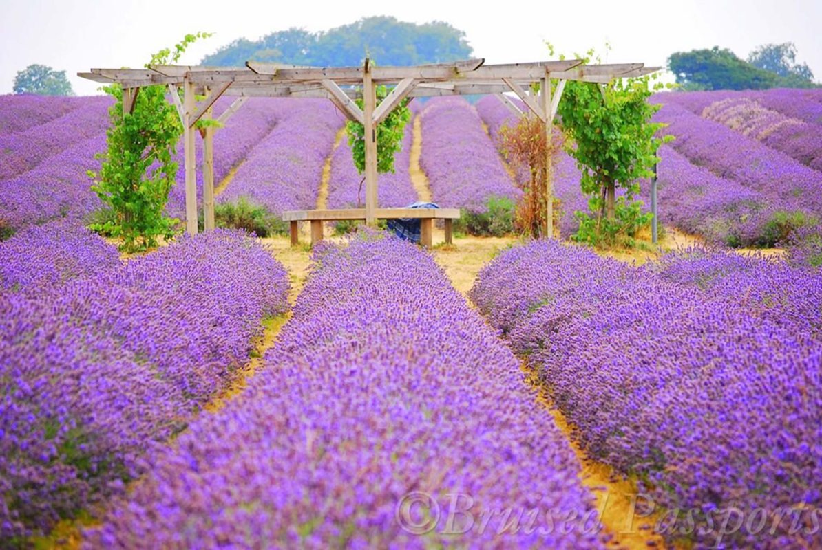 Mayfield Lavender Farm © Bruised passports